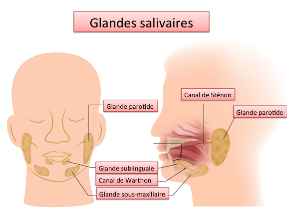 toxine botulique glandes salivaires