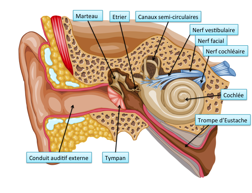 Oreille1 png 863 661 Oreille1 png 863 661